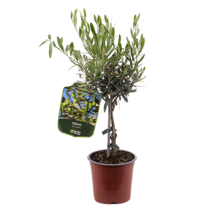 01802571_oliva-v-plastovem-obalu
