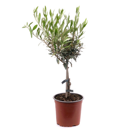 01802571_oliva-v-plastovem-obalu
