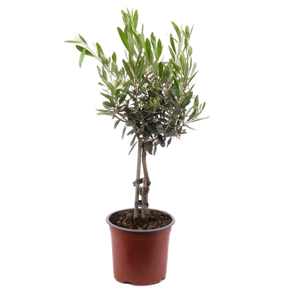 01802571_oliva-v-plastovem-obalu