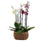 03000543_duo-orchidea-v-prutenom-obale