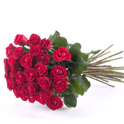 03000638_flolivery-amore-cervene-ruze