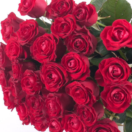 03000638_flolivery-amore-cervene-ruze