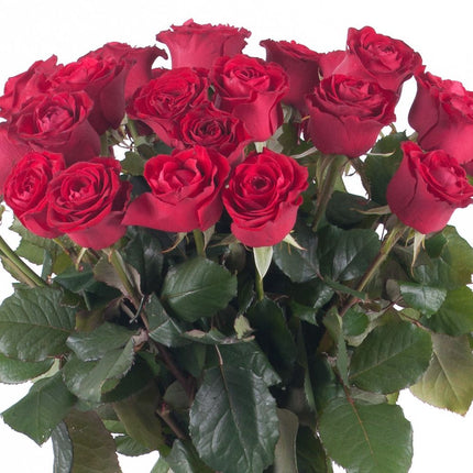 03000638_flolivery-amore-cervene-ruze