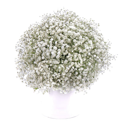 03001073_kytica-gypsophila