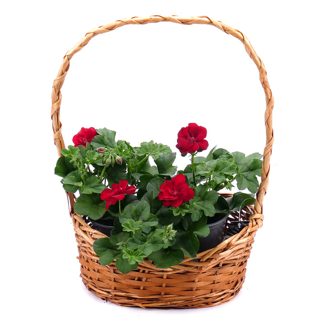 03001320_preserved-white-striped-round-box-29-blue-roses-xxl