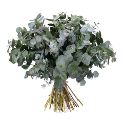 03001329_nature-kytica-eukalyptus