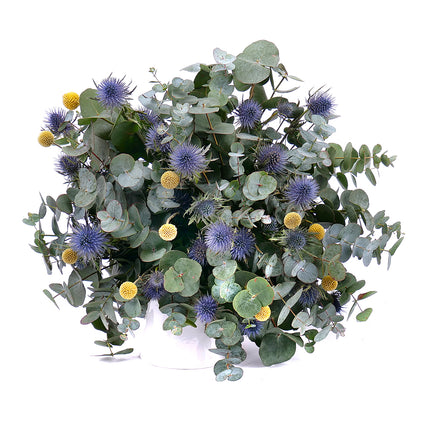 03001332_nature-kytica-eukalyptus-eryngium-a-craspedia