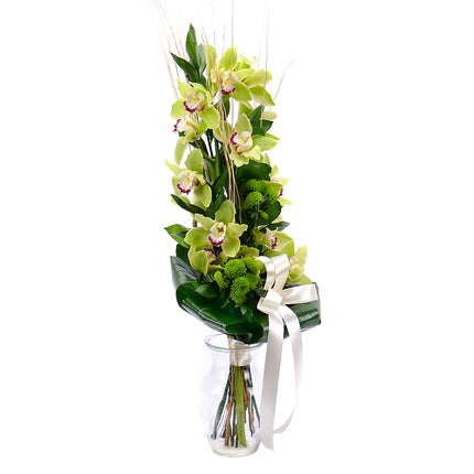 03001345_orchidea-zelena-na-vysoko