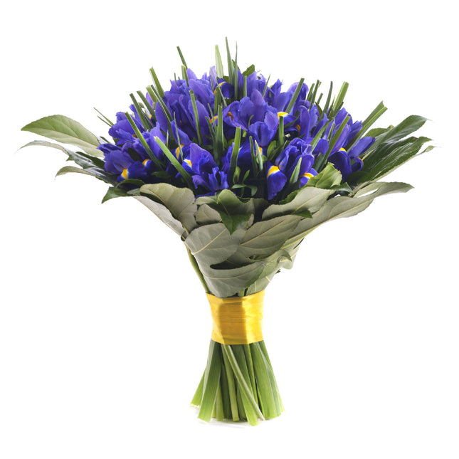 03001406_perla-modre-irisy