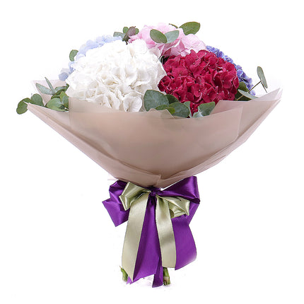 03001565_sweet-colored-hydrangeas