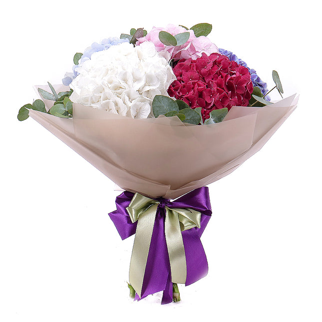 03001565_sweet-colored-hydrangeas