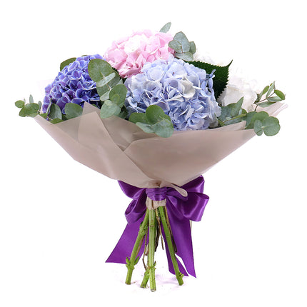 03001565_sweet-colored-hydrangeas