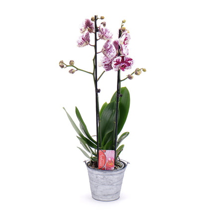 03001704_tigrovana-orchidea-v-plechovom-obale