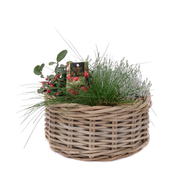 03001872_mix-rostlin-v-proutenem-kosiku