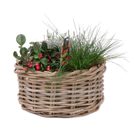 03001872_mix-rostlin-v-proutenem-kosiku