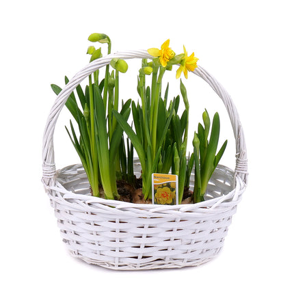 03001905_narcisy-v-proutenem-kosiku-2