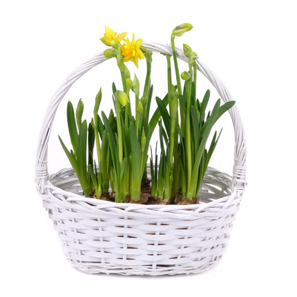 03001905_narcisy-v-proutenem-kosiku-2