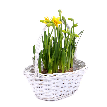 03001905_narcisy-v-proutenem-kosiku-2