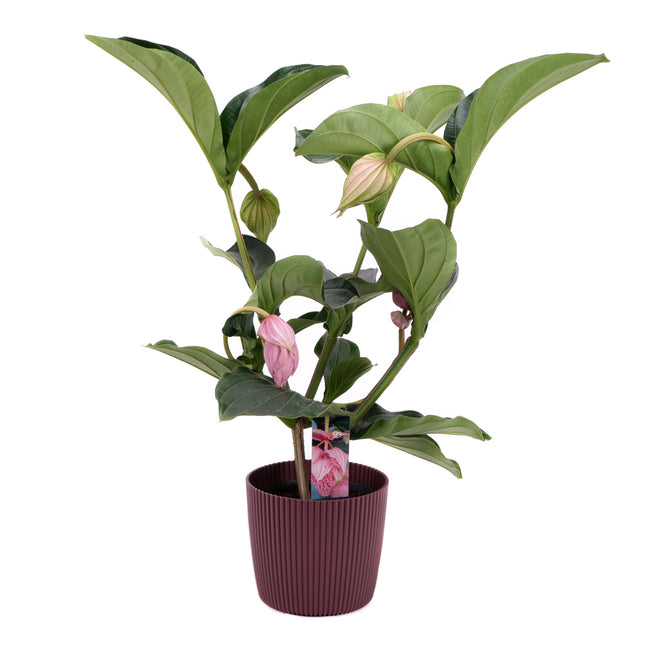 03001917_medinilla-v-plastovem-obalu