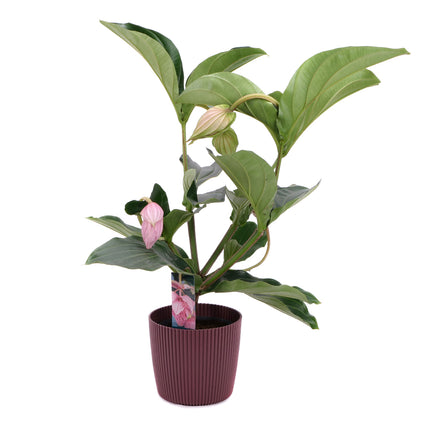 03001917_medinilla-v-plastovem-obalu