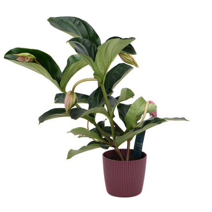 03001917_medinilla-v-plastovem-obalu