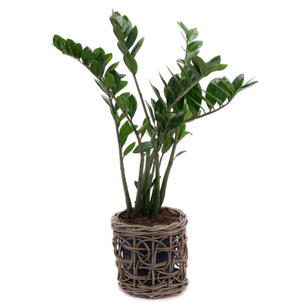 03001980_zamioculcas-v-ratanovem-obalu