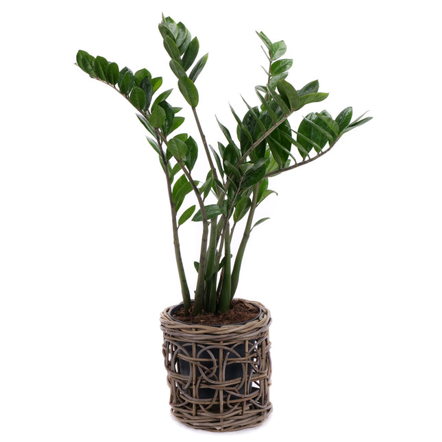 03001980_zamioculcas-v-ratanovem-obalu
