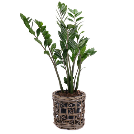 03001980_zamioculcas-v-ratanovem-obalu