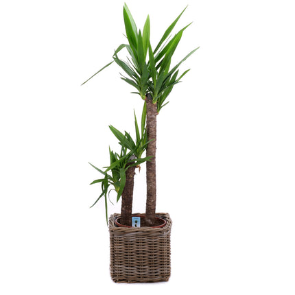03001981_yucca-v-ratanovem-obalu