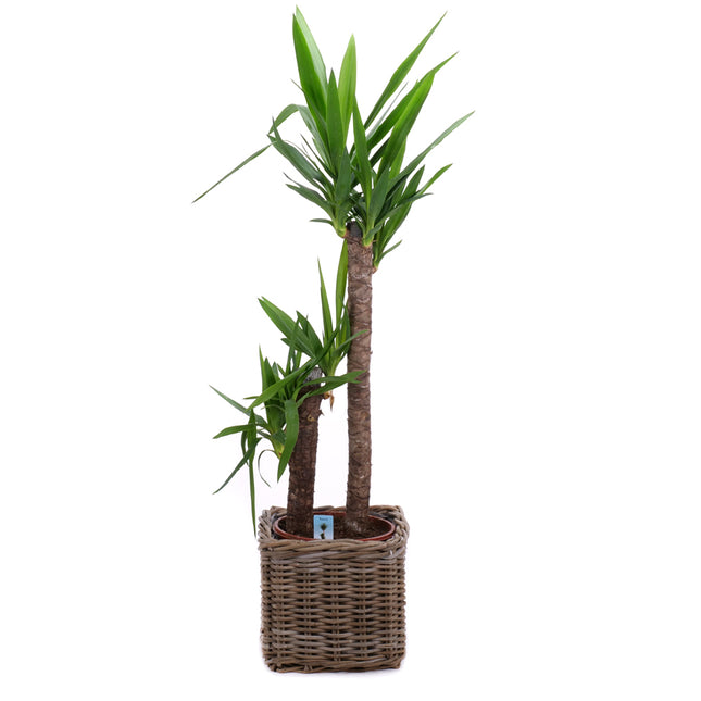 03001981_yucca-v-ratanovem-obalu