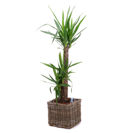 03001981_yucca-v-ratanovem-obalu