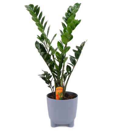 03001983_zamioculcas-v-plastovem-obalu