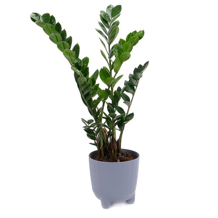 03001983_zamioculcas-v-plastovem-obalu
