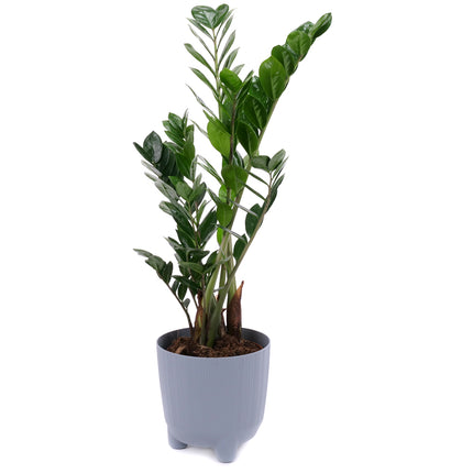 03001983_zamioculcas-v-plastovem-obalu