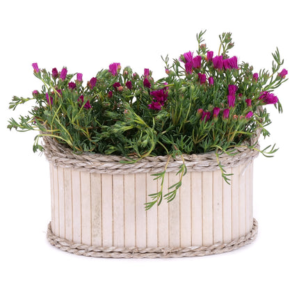 03002005_ruzovy-lampranthus-v-drevenem-obalu