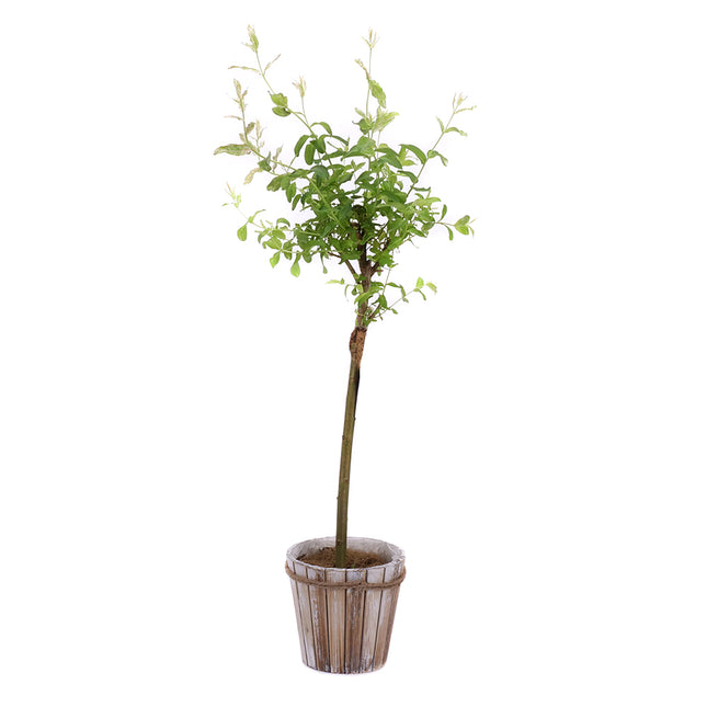 03002008_salix-v-drevenem-obalu