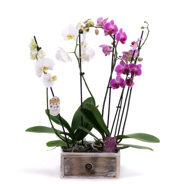 03002030_duo-orchidej-v-drevenem-boxu