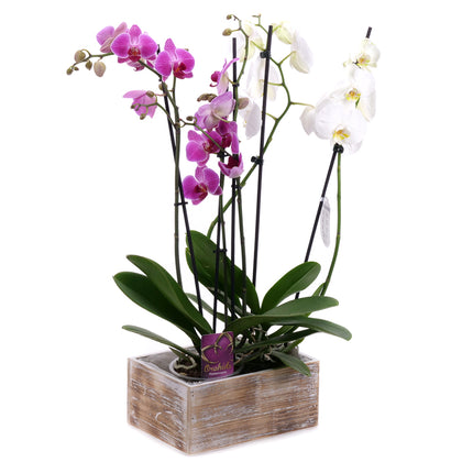 03002030_duo-orchidej-v-drevenem-boxu