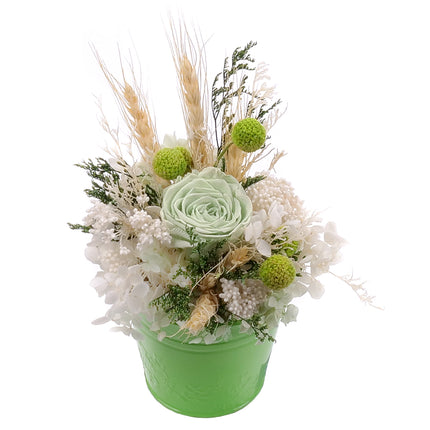 03002067_in-eterne-zeleny-prechovy-kbelik-monalisa-lime-green