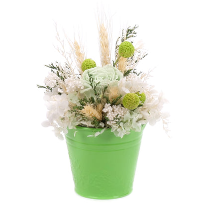 03002067_in-eterne-zeleny-prechovy-kbelik-monalisa-lime-green