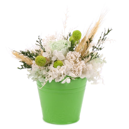03002067_in-eterne-zeleny-prechovy-kbelik-monalisa-lime-green