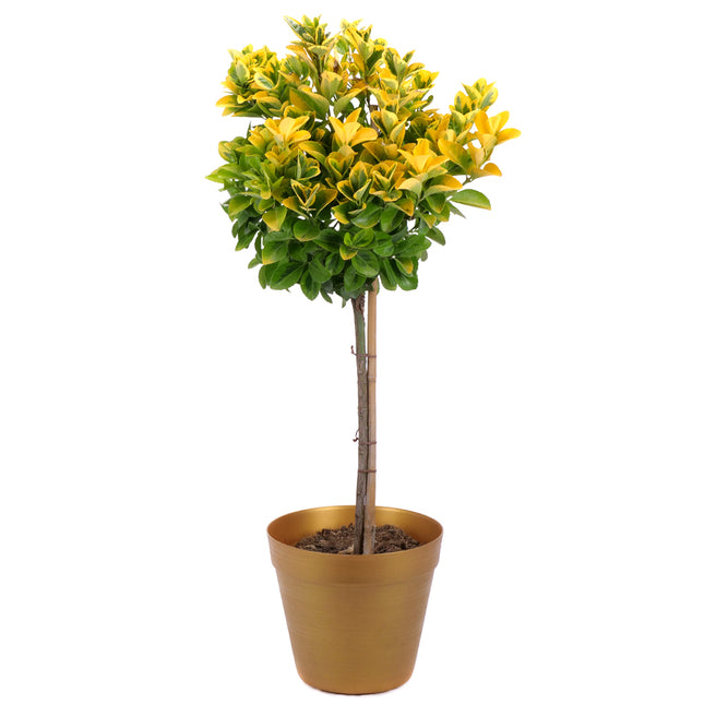 03002098_euonymus-v-plastovem-obalu