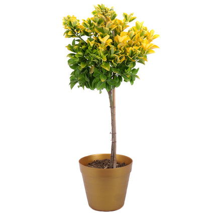 03002098_euonymus-v-plastovem-obalu