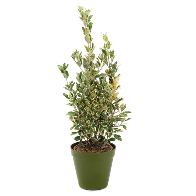 03002099_euonymus-v-plastovem-obalu-2