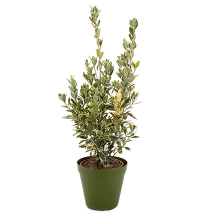 03002099_euonymus-v-plastovem-obalu-2