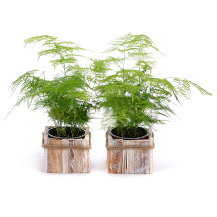 03002107_duo-asparagus-v-drevenem-boxu