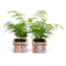 03002107_duo-asparagus-v-drevenem-boxu