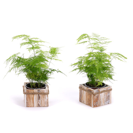 03002107_duo-asparagus-v-drevenem-boxu