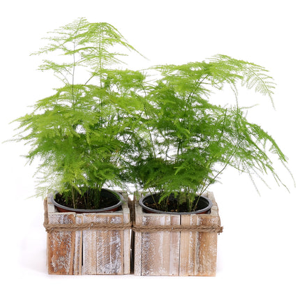 03002107_duo-asparagus-v-drevenem-boxu