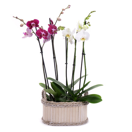 03002108_duo-orchidej-v-drevenem-boxu-2